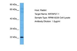 KRTAP27-1 Rabbit anti-Human, Polyclonal, Novus Biologicals 0.1 mL | Buy Online | Novus Biologicals | Fisher Scientific